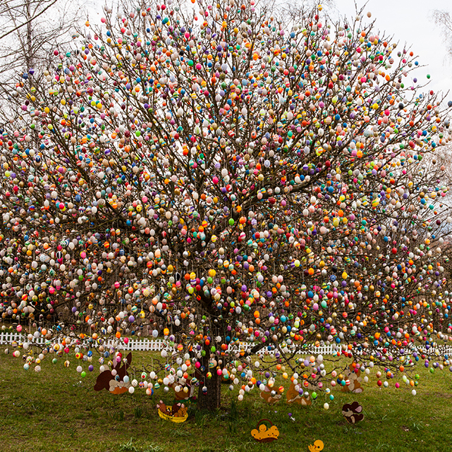 Der Ostereierbaum in Saalfeld mit mehreren tausend bunten Ostereiern behängt.