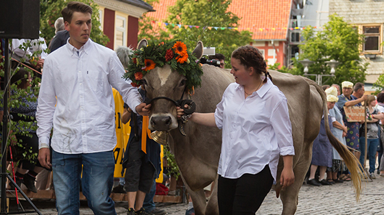 Zwei junge Erwachsene führen eine braune Kuh am Halfter durch eine Straße. Der Kuh wurde ein Gesteck mit roten Blumen aufgesetzt. Das Mädchen hat eine braune Flechtfrisur und trägt eine weiße Bluse mit hochgekrempelten Ärmeln. Der Junge auf der linken Seite der Kuh trägt ebenfalls ein weißes Hemd und blaue Jeans.