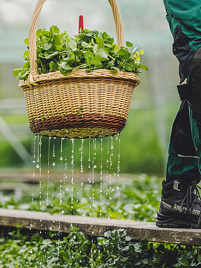 Der Unterkörper und ein Arm einer Person in grüner Arbeitskleidung, die einen Korb geernteter Brunnenkresse trägt. Aus dem Korb tropft Wasser, während die Person über einen schmalen Holzsteg geht. Im Hintergrund sind weitere Anbauflächen zu erkennen. 