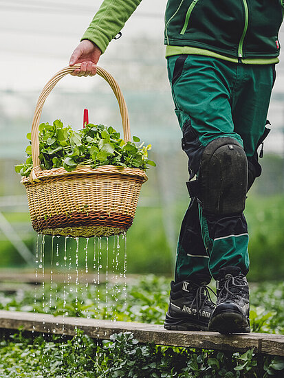 Der Unterkörper und ein Arm einer Person in grüner Arbeitskleidung, die einen Korb geernteter Brunnenkresse trägt. Aus dem Korb tropft Wasser, während die Person über einen schmalen Holzsteg geht. Im Hintergrund sind weitere Anbauflächen zu erkennen. 