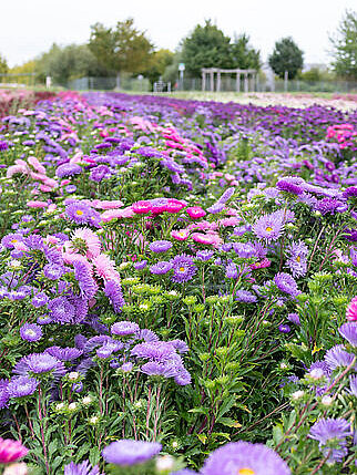 Stadtnahes Feld mit lila- und pinkfarbenen Sommerastern und Baumgruppen im Hintergrund