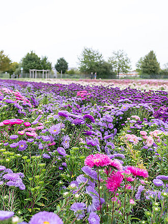 Stadtnahes Feld mit lila- und pinkfarbenen Sommerastern und Baumgruppen im Hintergrund