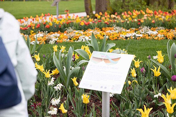 Erklärschild vor Rasenfläche mit Beeten aus gelben, weißen, orangefarbenen Tulpen auf der Laga
