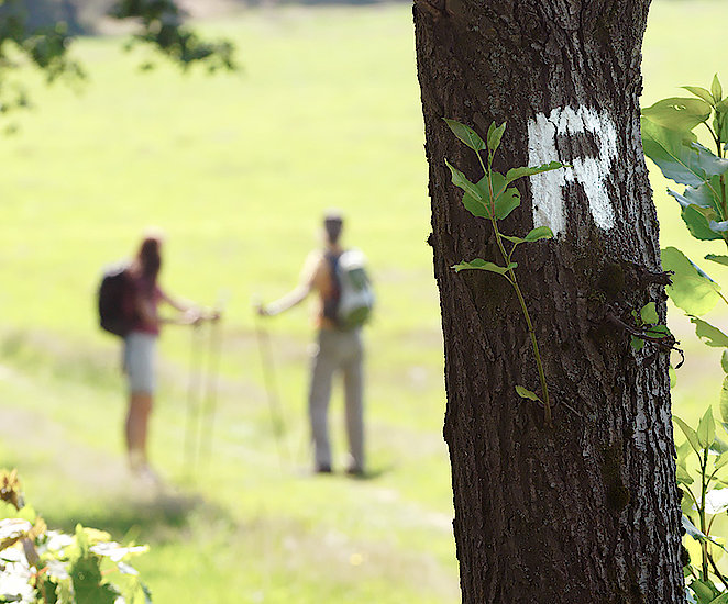 Zwei Wanderer wandern über eine Wiese. Im Vordergrund sieht man einen Baumstamm, auf dem das Rennsteig R zu lesen ist.