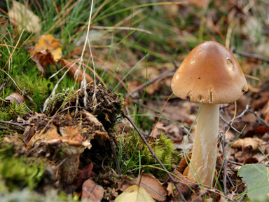 Eine Nahaufnahme des Waldbodens mit Laub, Moos und einem braunen Pilz.
